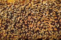 bienen_fuehrung_bienenstock